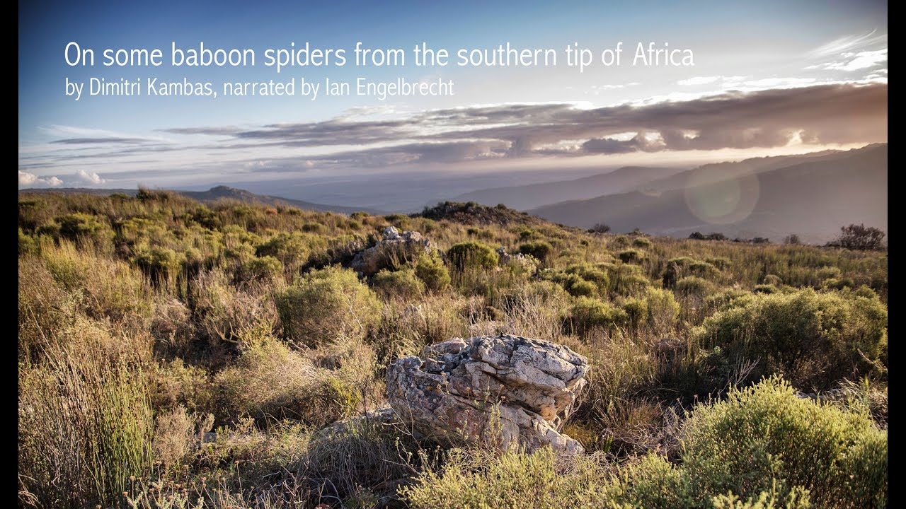 On some baboon spiders from the southern tip of Africa