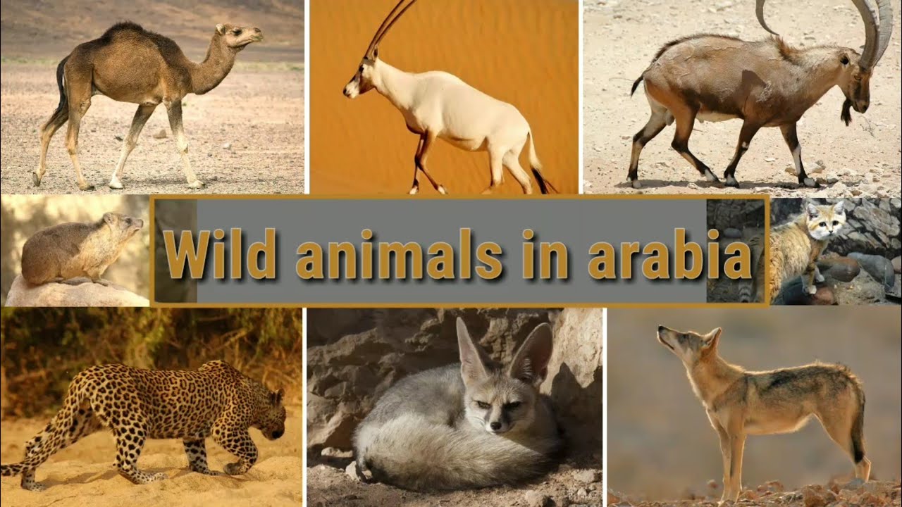 Wild Animals In Arabia