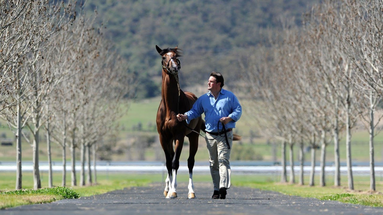 Inside look into the Thoroughbred Industry Careers program at Arrowfield Stud