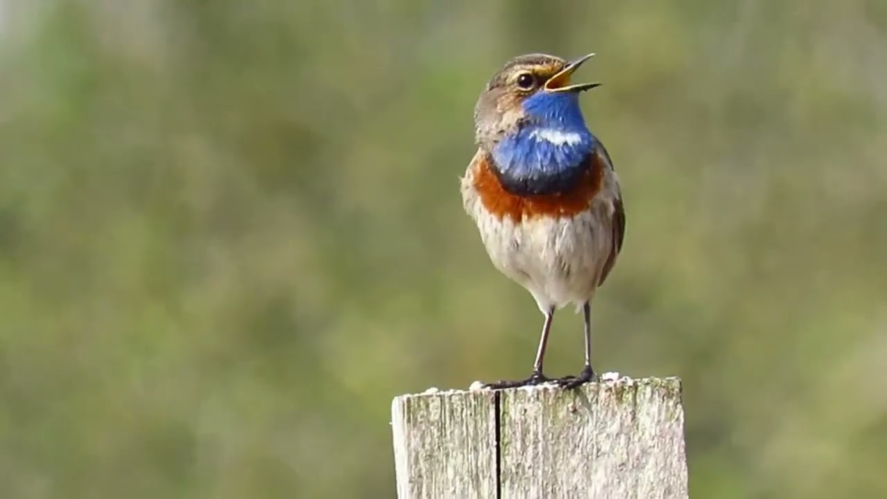 De Blauwborst dit zangvogeltje is een betoverende verschijning met zijn felblauwe gekleurde borst 💙