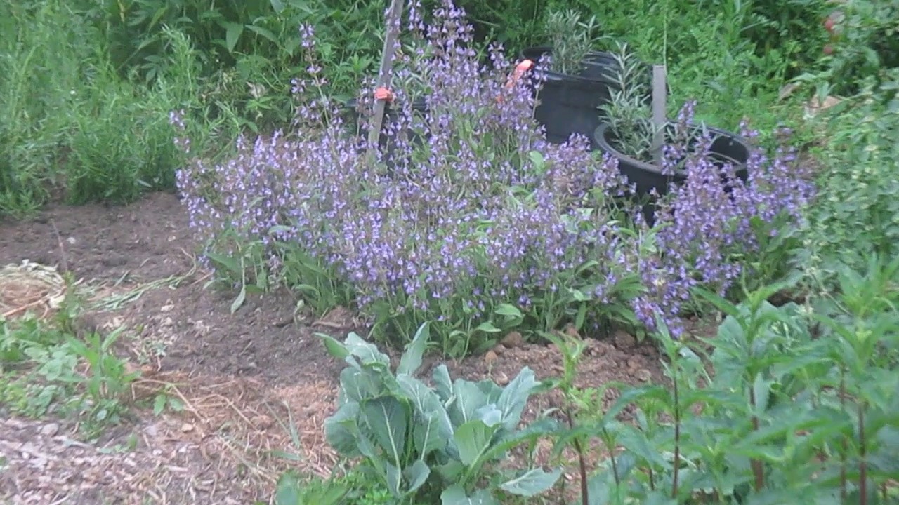 Twisted Tree Farm Garden Tour