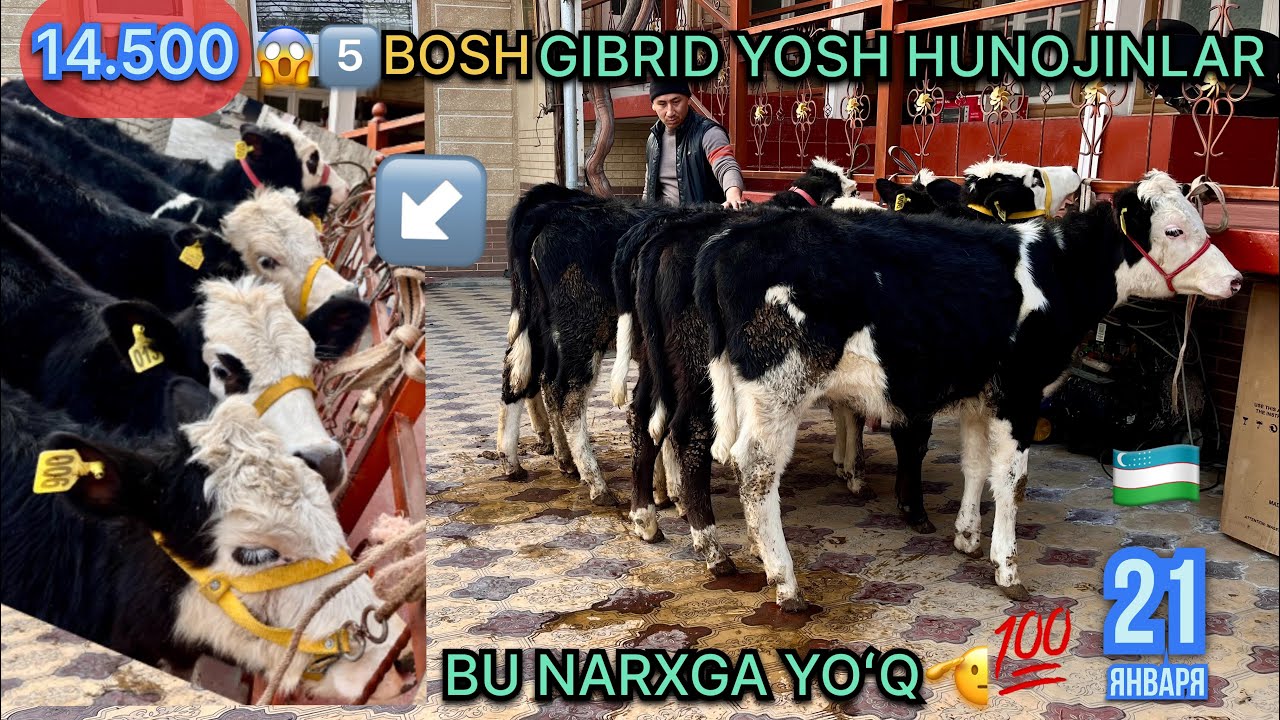 TRENTDAGI🔥GIBRID HUNOJINLAR5️⃣PULI OʻTA YENGILLARI ☎️91.748.22.97🫡KAMI DANGAL SAVDOSI BORR🔝 