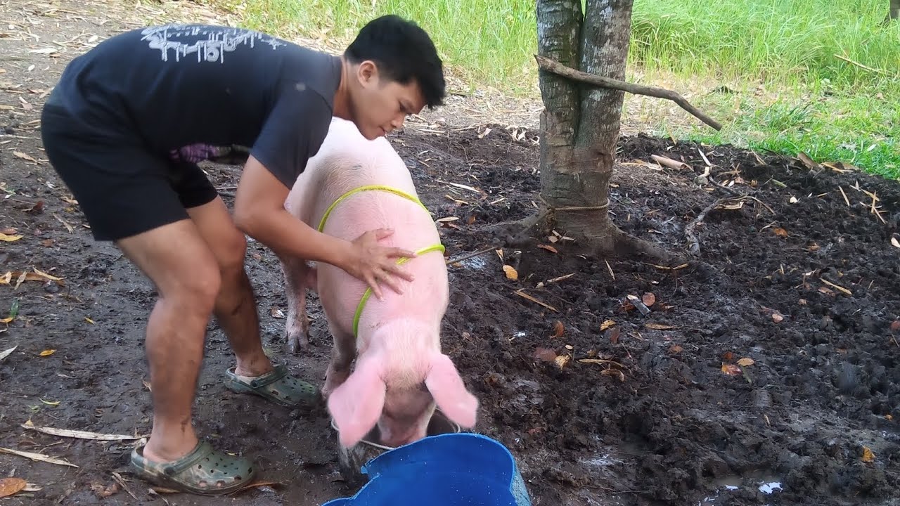 Unang Araw sa pagpakain NG alagang baboy Maaga Tayo magpaligo at magpakain ayawpa magpaligo si budik