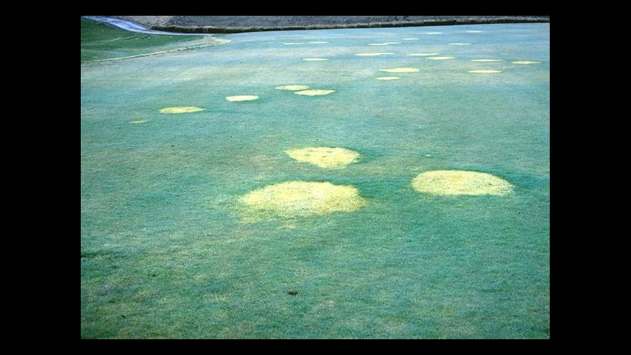 Parche Take all /Gaeumannomyces sp