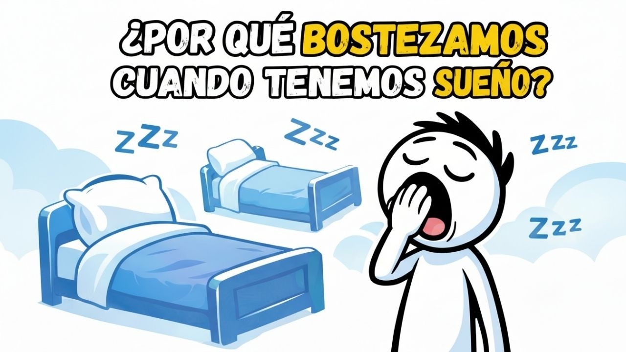 ¿Por Qué Bostezamos Cuando Tenemos Sueño?