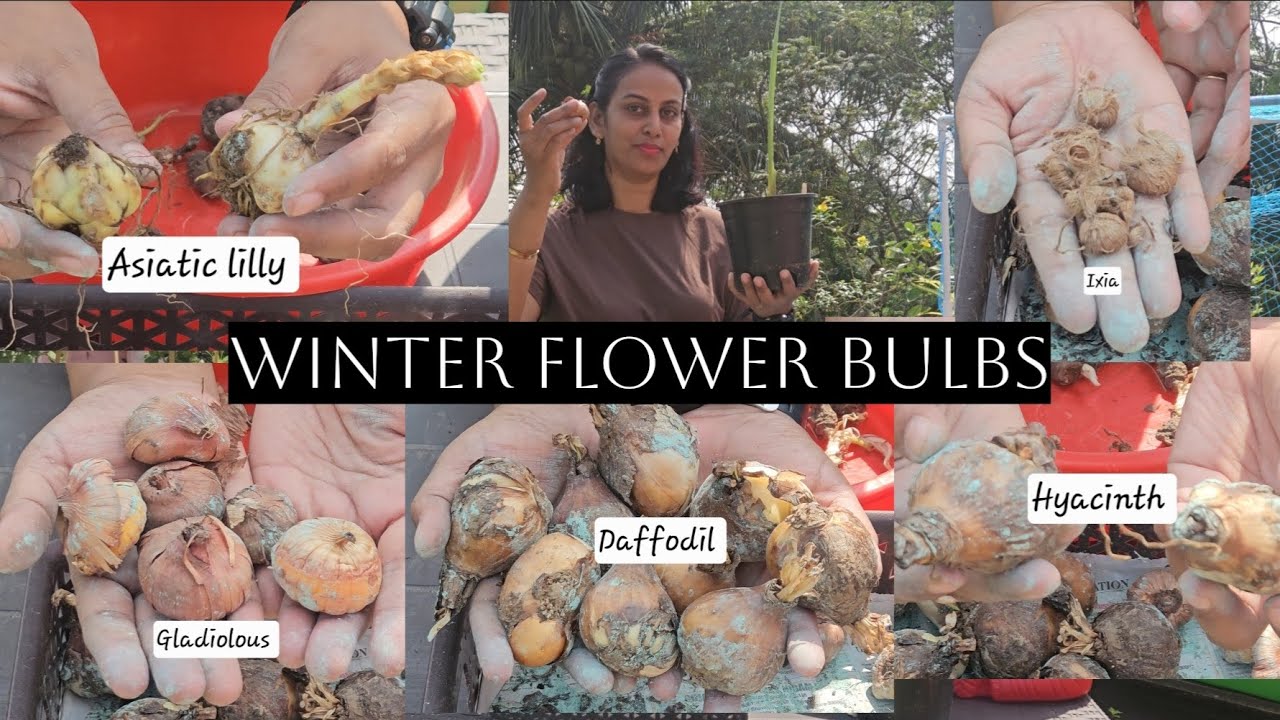 WINTER FLOWER BULBS:complete guide to grow winter flower bulbs.सर्दियों के फूलों के बल्ब इसे लगाएं 