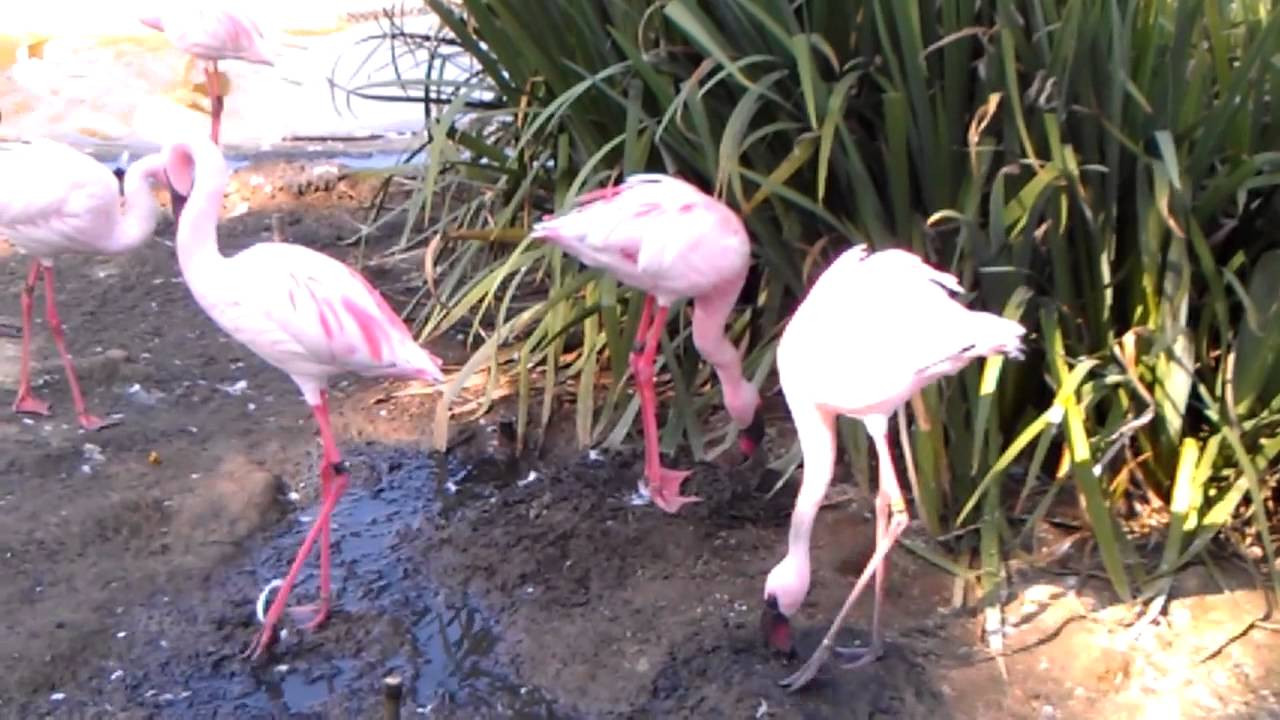 Flamingos building nests