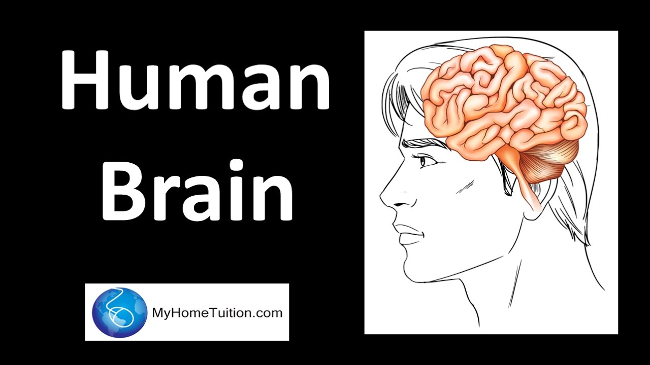 Human Brain | Body Coordination