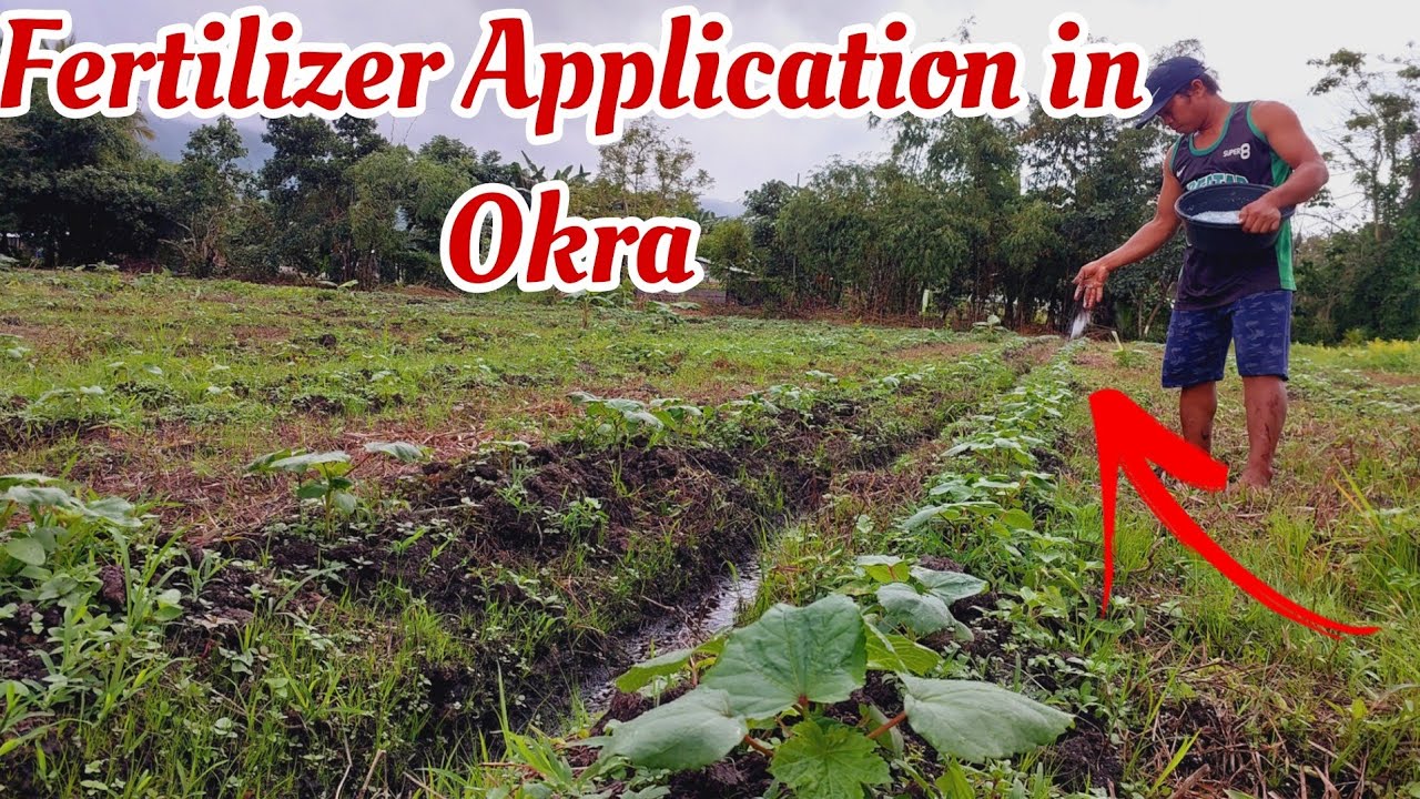 Fertilizer Application in Okra Farming
