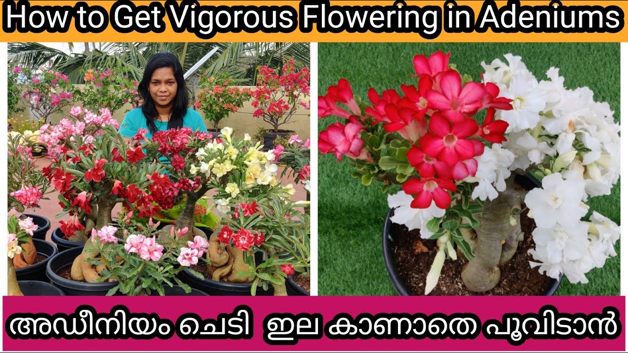 7 Secret Tips for 500% more Flowering in Adeniums | അഡീനിയം ചെടി ഒത്തിരി പൂവിടാൻ 7 ടിപ്സ്
