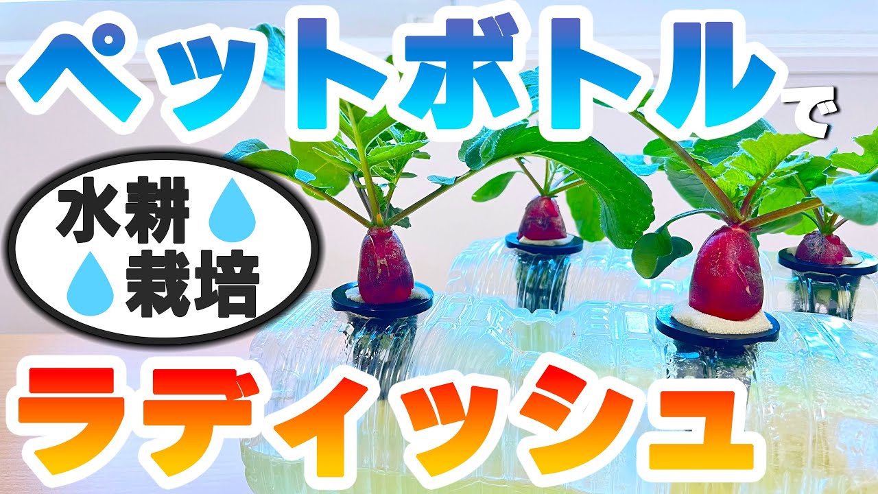たった20日で収穫｜ペットボトル水耕栽培でラディッシュを育ててみた