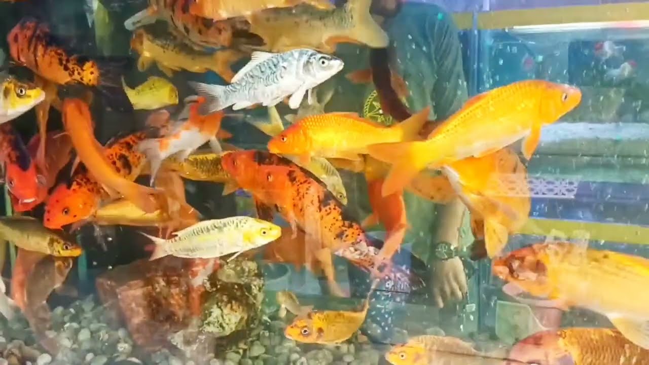 Fish Aquarium Beautiful View | Aquarium with Relaxing Music | ASMR Video | Sparky Designs