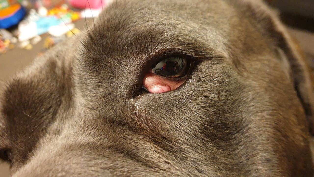 Dog Cherry Eyes Removed Forever - Surgery and Treatment Options