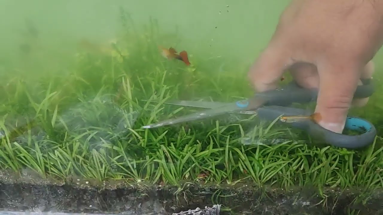 Podando SAGITARIA SABULATA, una planta acuática tapizante facil, para principiates