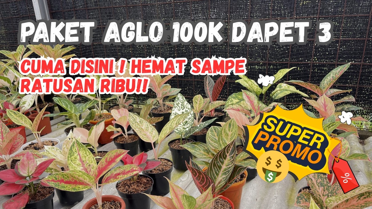 PAKET AGLO 100k DAPET 3, CUMA DISINI! HEMAT SAM[PE RATUSAN RIBU!!
