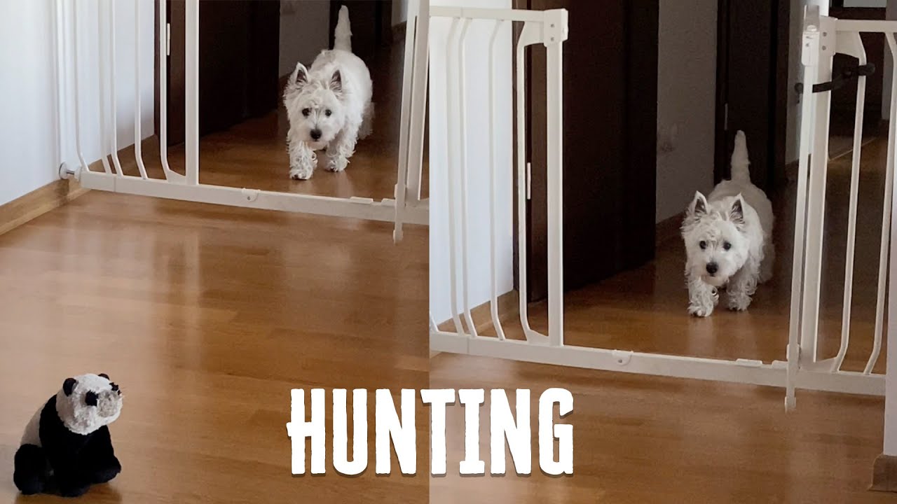 Westie Hunting - Dog vs Panda