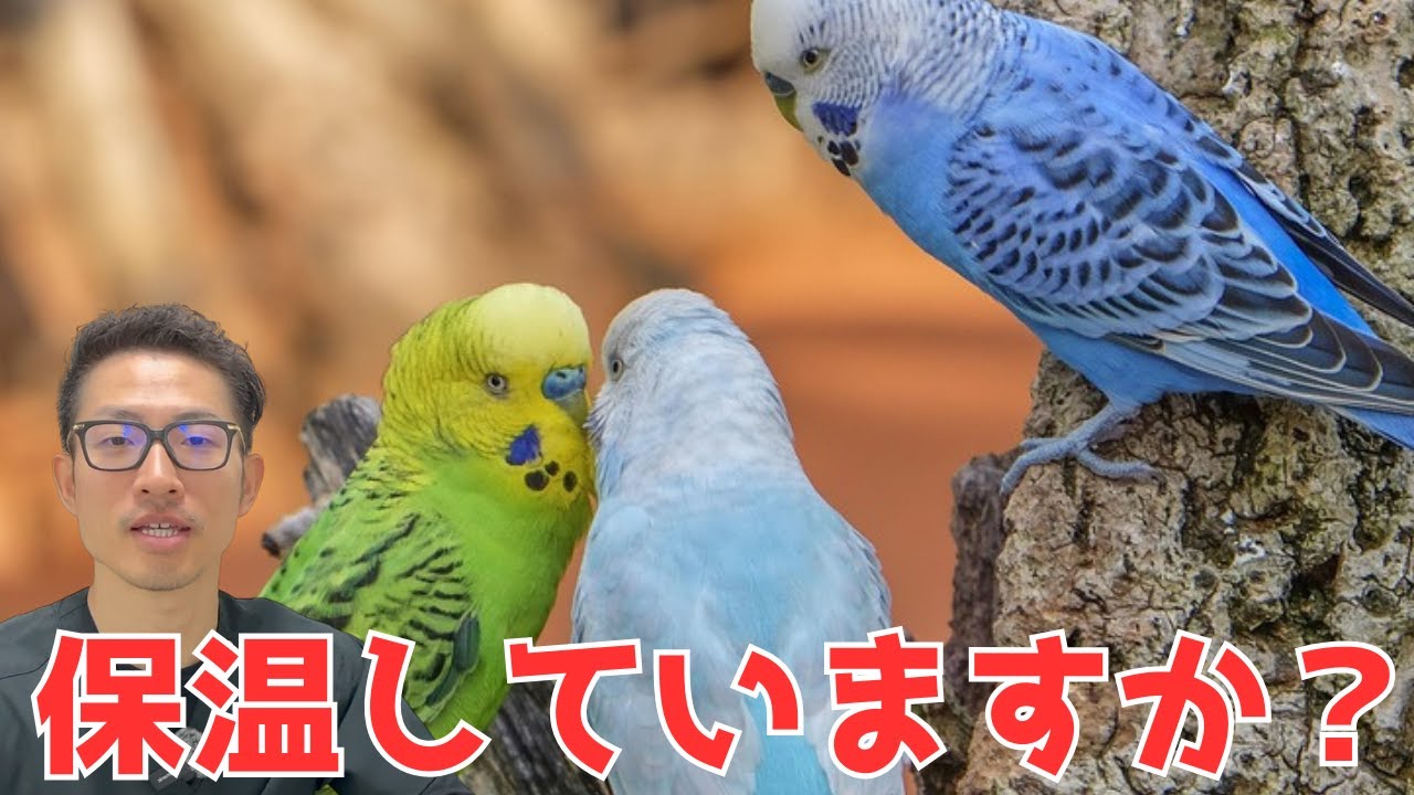 【インコ・オウム】獣医師が教える保温について　2025年版