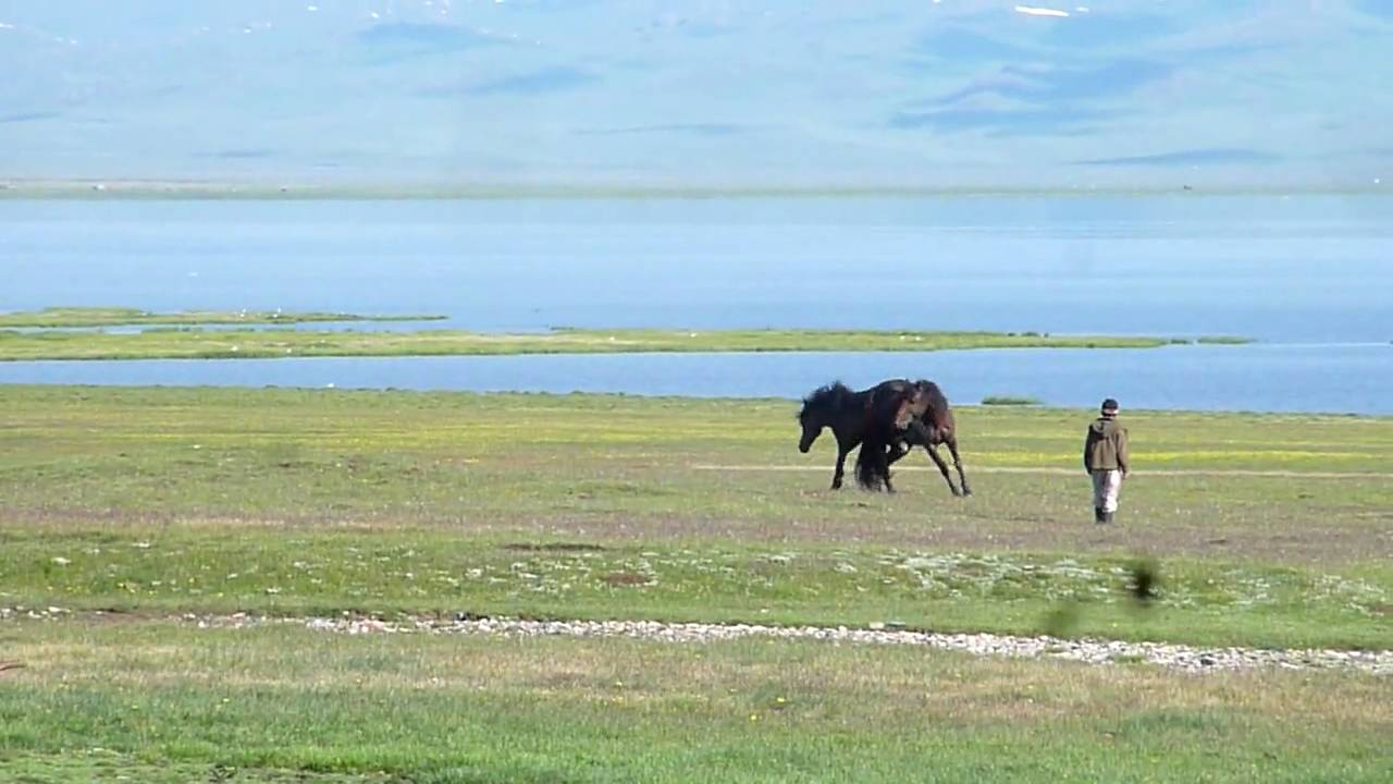 Song Kol Combat Chevaux