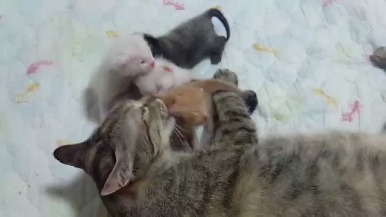 生後10日目　子猫のおっぱい争奪戦