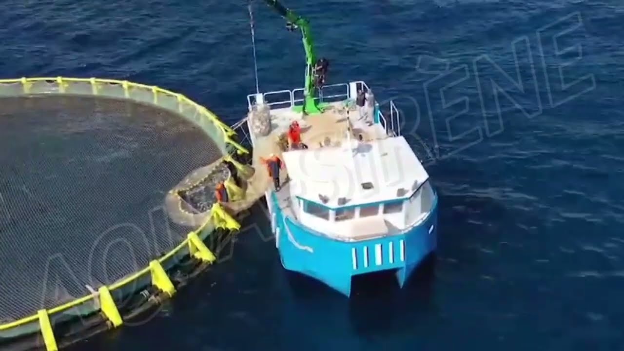 FERMES  D'ÉLEVAGES  LOUP DE MER ET DAURADE............... لتربية المائيات : سمك ذئب البحر و القاروص