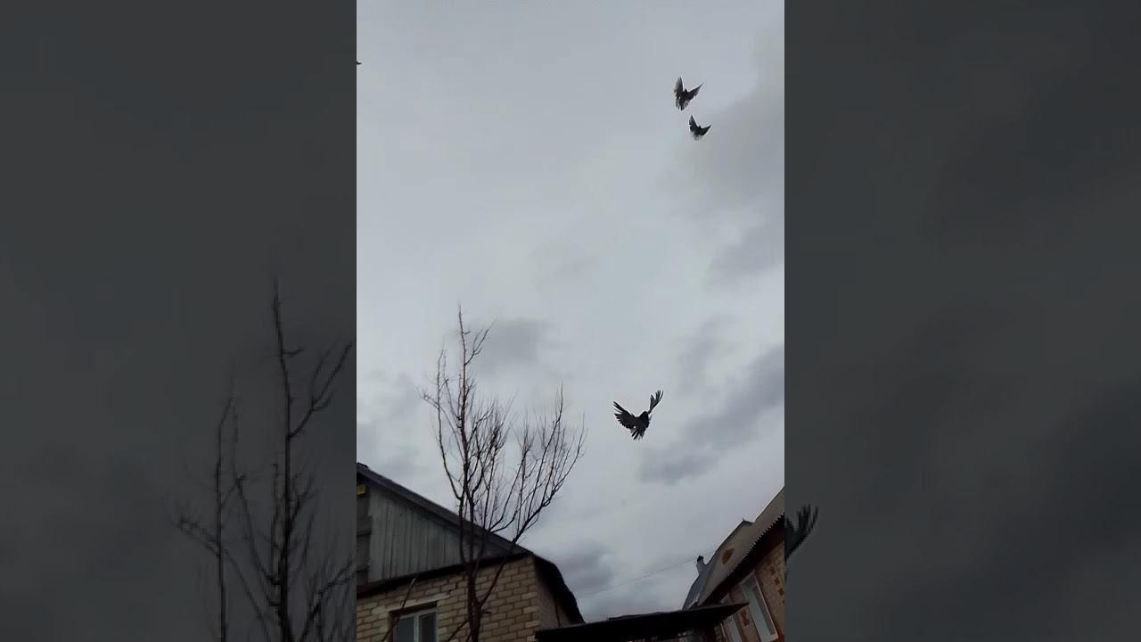 Голуби гБогучар. 16.3.26г сильный ветер😱