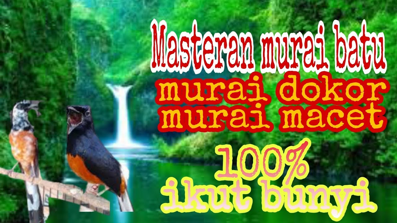 TERBUKTI AMPUH masteran MURAI BATU Dokor dan macet bunyi cepat ngeplong