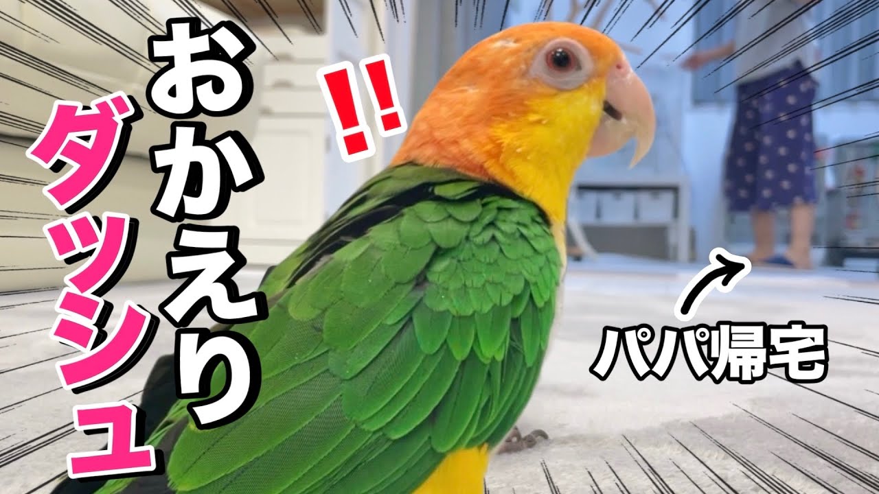 玄関の音に秒速反応！猛ダッシュしてパパをお出迎えするインコがこちらww【シロハラインコ】