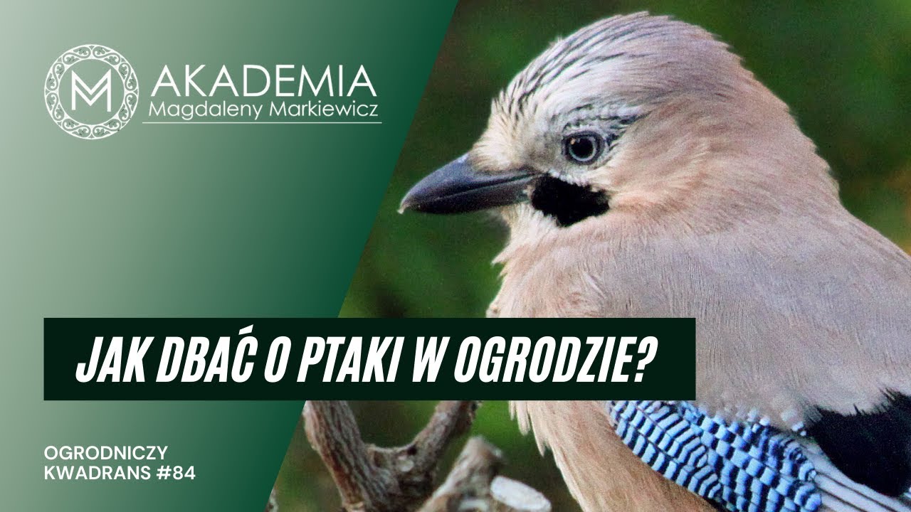 Ogrodniczy Kwadrans #85. Jak dbać o ptaki w ogrodzie jesienią i zimą?