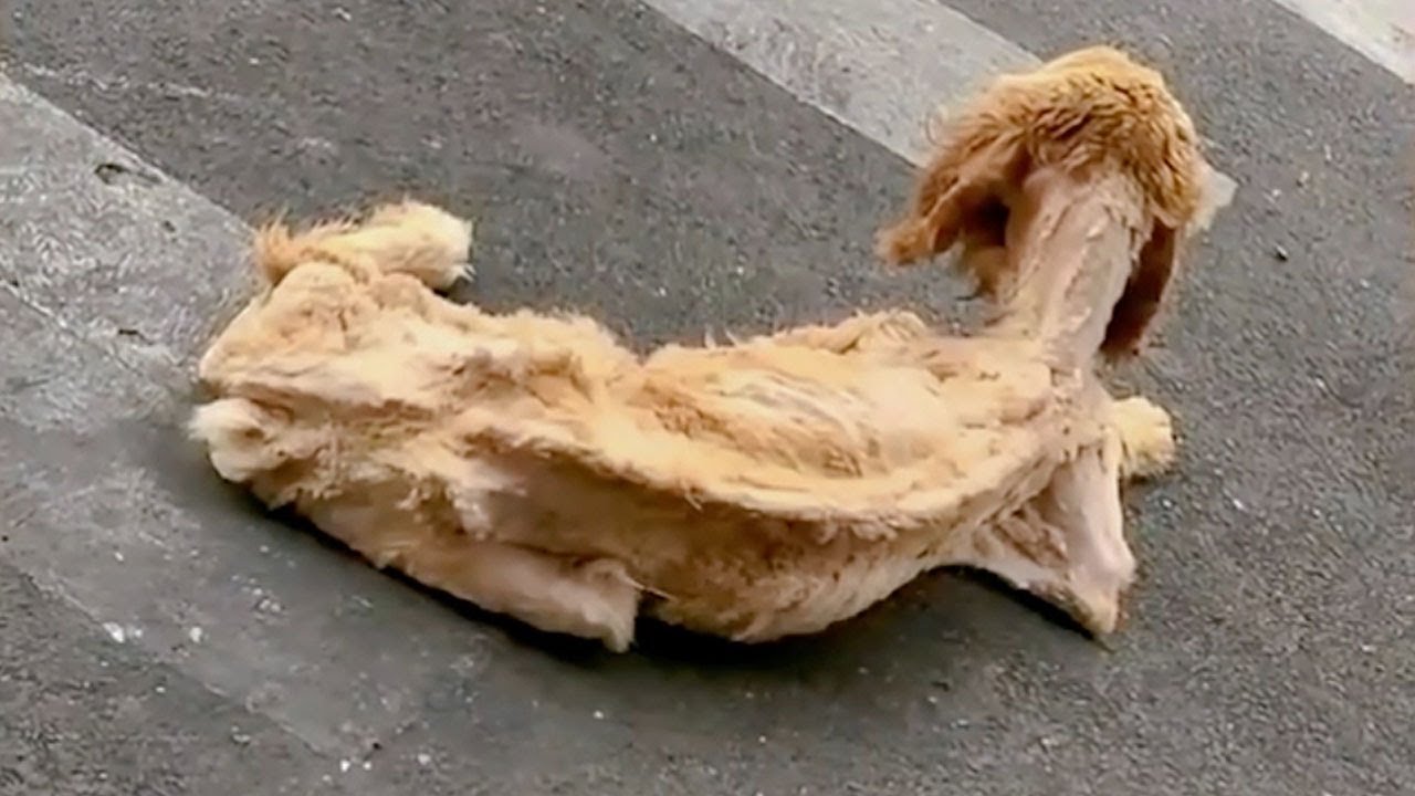 From Despair to Hope &ndash; This Dog Blossomed After Being Rescued