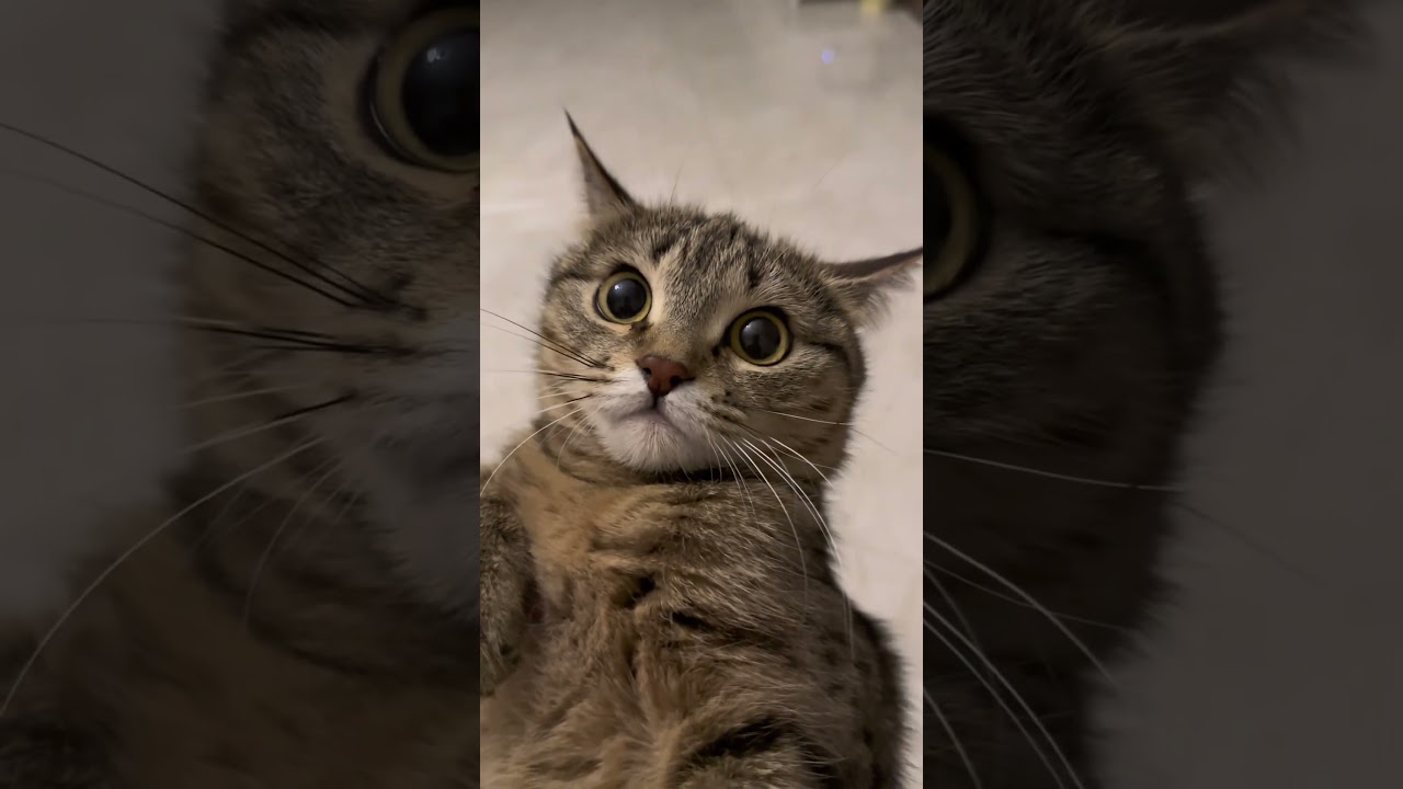 🐱 cat Neko 貓  고양이  kitten  cat kucing   قطة pusa con m&egrave;o gato kedi gato pet funny  relaxing cute🐱