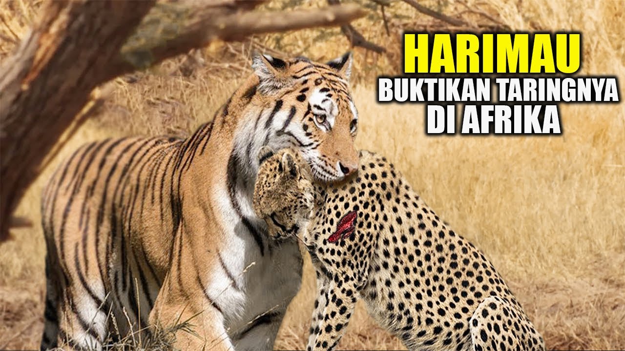 ASLI NGERI !! Harimau Dilepaskan Di Afrika, Langsung Habisi Ratusan Hewan, Kandang Singa Di Acak²