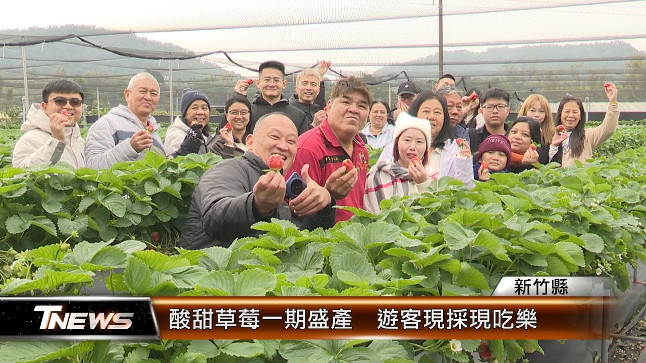 酸甜草莓一期盛產  遊客現採現吃樂│T-NEWS聯播網