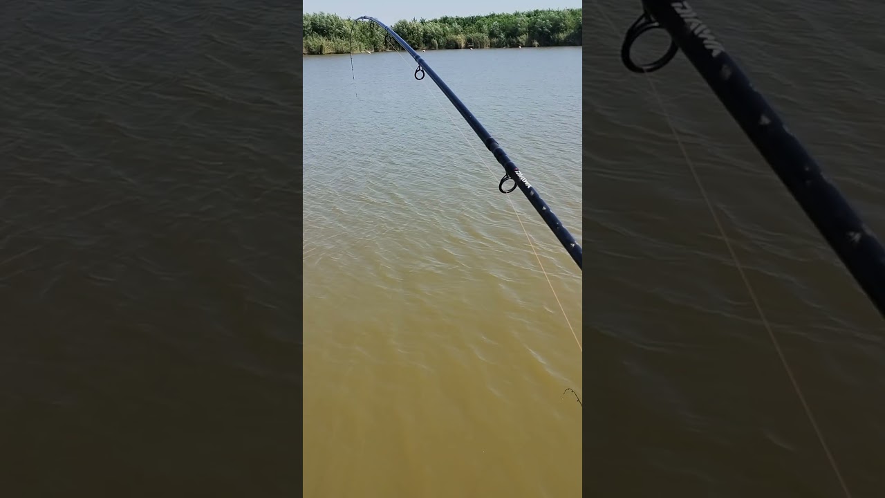Lanseta feeder Daiwa rezista #fishing #carpfishing #feederromania #ibaits #fish #carp #shorts