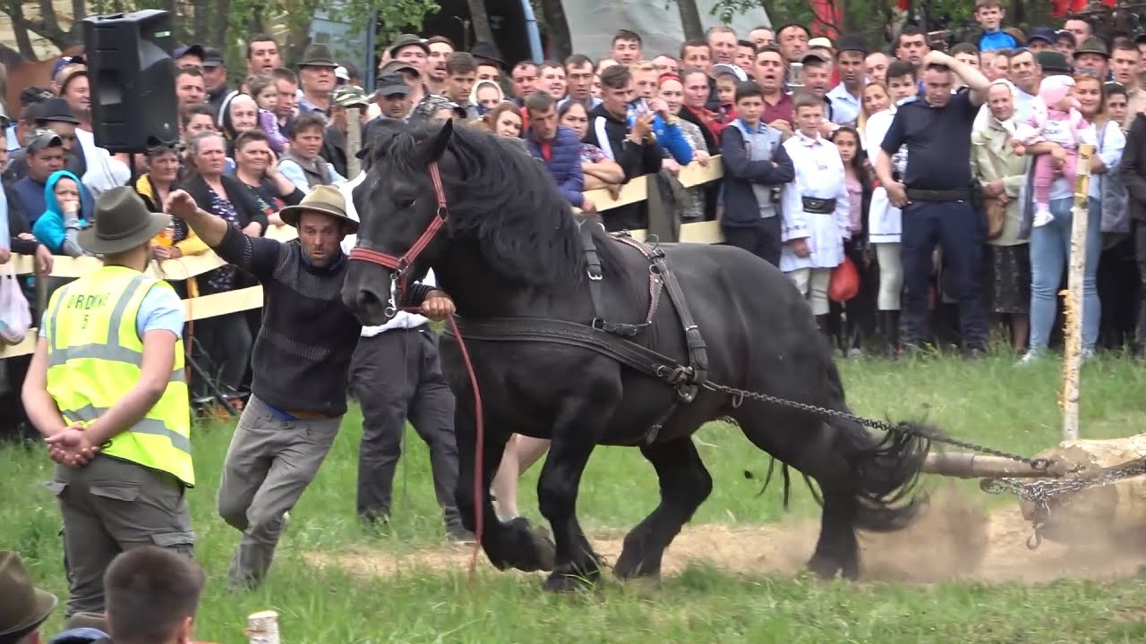 Concurs cu cai de tractiune - proba de simplu - Cormaia, Bistrita-Nasaud 22 Mai 2022 Nou!!!