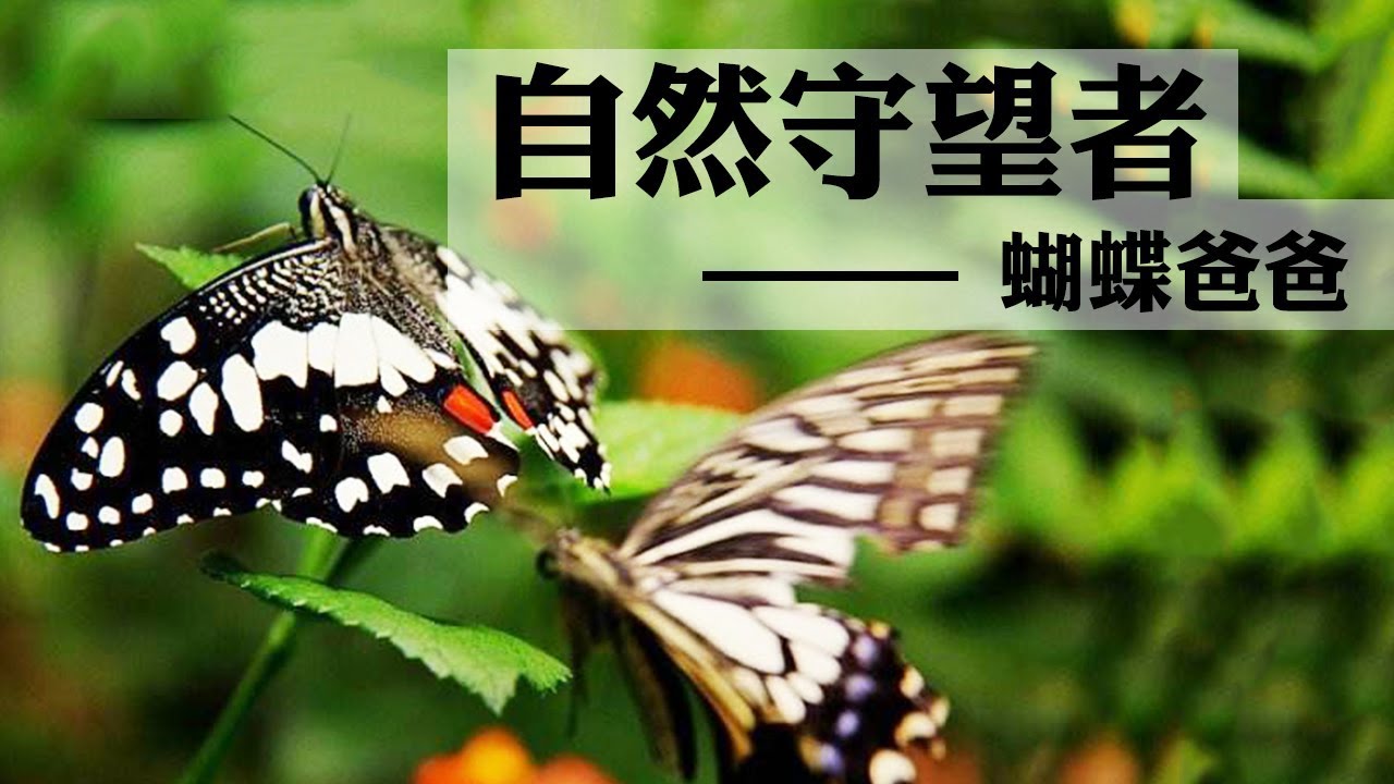 《自然守望者》第三季 第三集 蝴蝶爸爸 | CCTV纪录