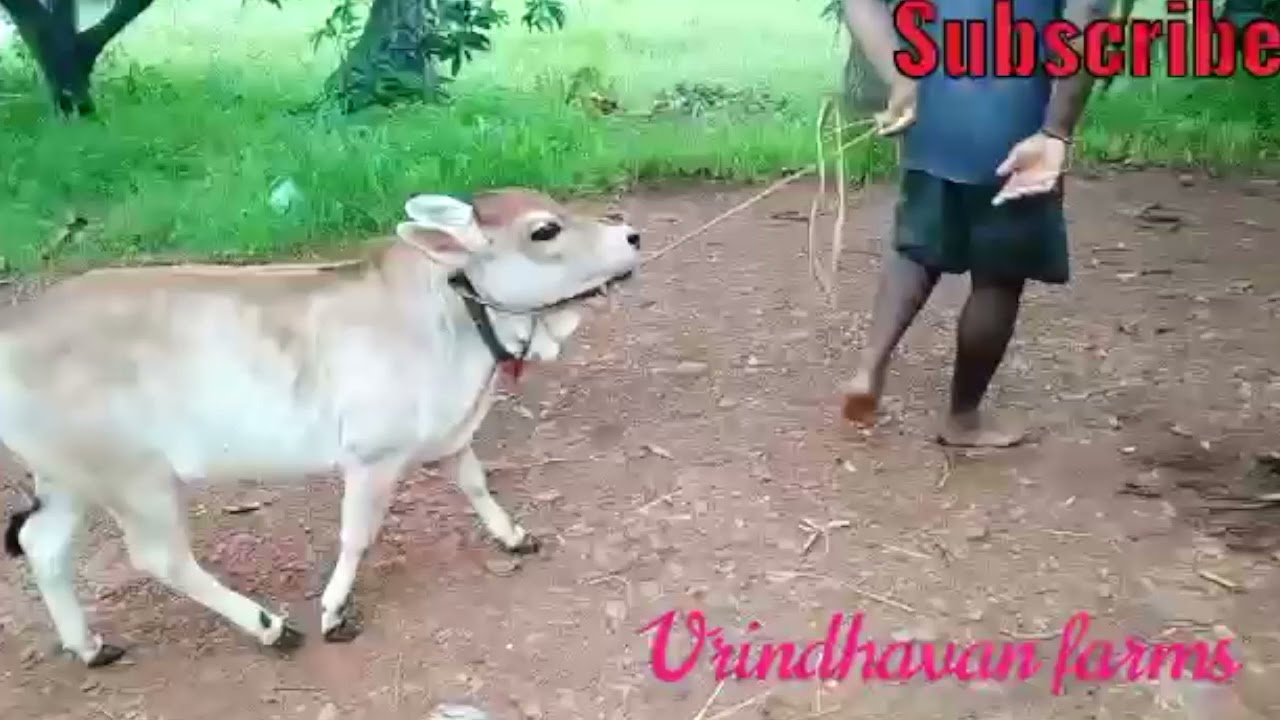 punganuru cows