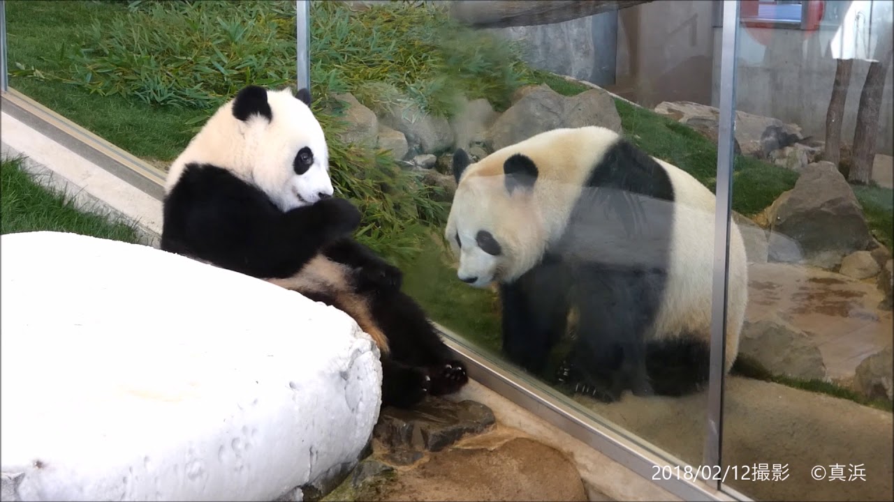 【仲良し姉妹】結浜ちゃん🐼♡  桃浜お姉ちゃまとお話中📡