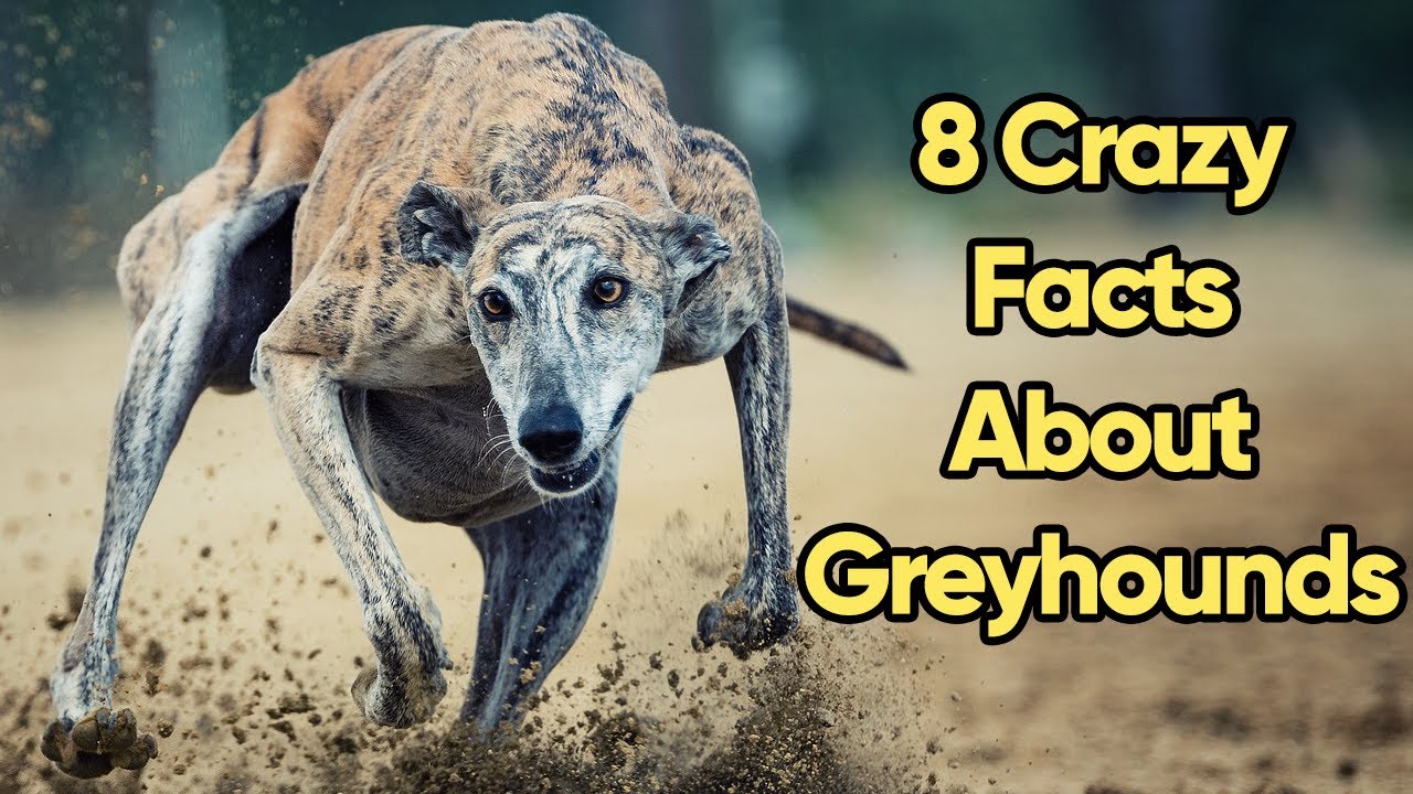 8 Crazy Greyhound Facts You Need To Know
