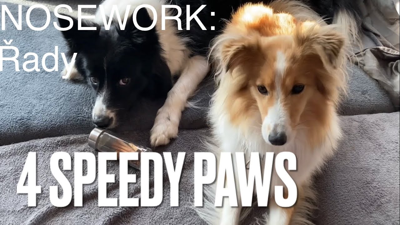 NOSEWORK: Jak začít s řadami (tipy pro trénink psa)