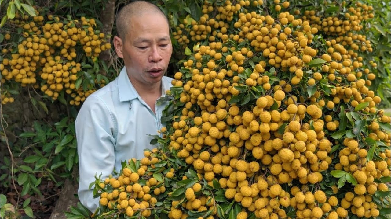 TRÁI VÃI RỪNG CHÍNH VÀNG CẢ KHU NÚI ÍT AI BIẾT TỚI 
