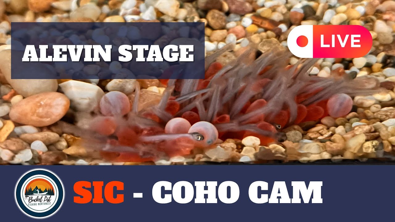 SIC - LIVE Coho Cam- February 10, 2026