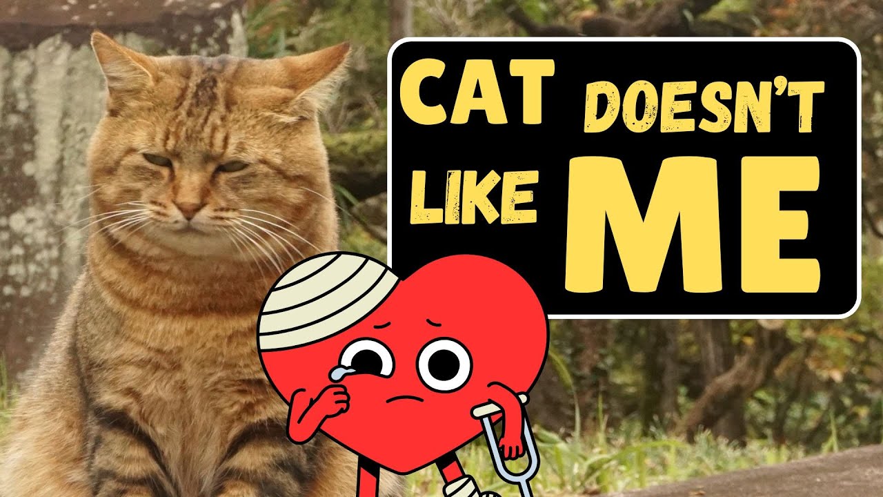 Why Does My Cat Hate Me? (IMPORTANT REASONS!)