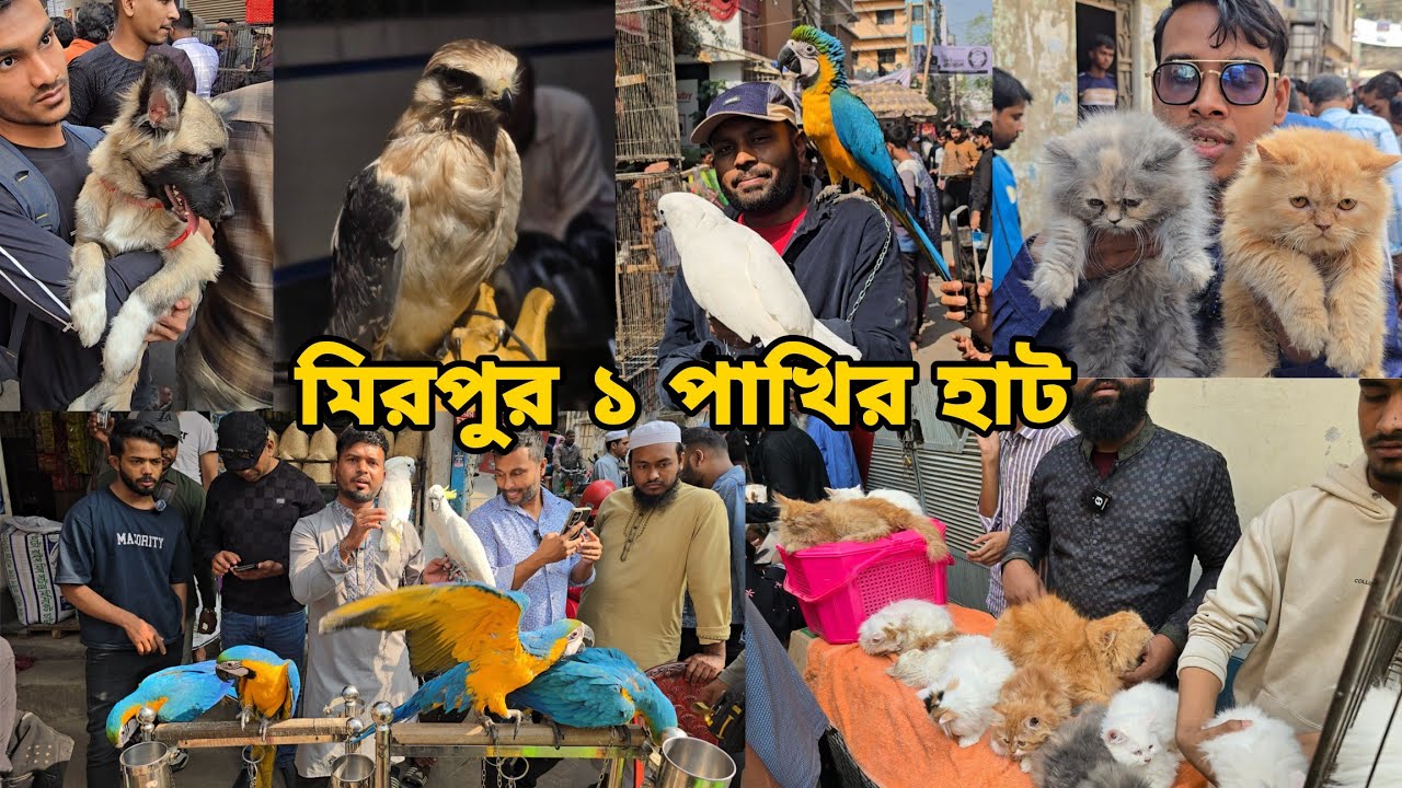 ২০২৬ এর সবচেয়ে জমজমাট মিরপুর ১ পাখির হাট | Macaw BD🇧🇩 ঈগল পাখি Persian cat,Dog_Mirpur 1 pakhir haat