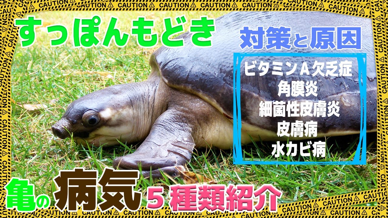 ほとんどの原因は○○だった！亀の病気を５つ紹介！原因が分かれば怖くない。病気の原因と対策