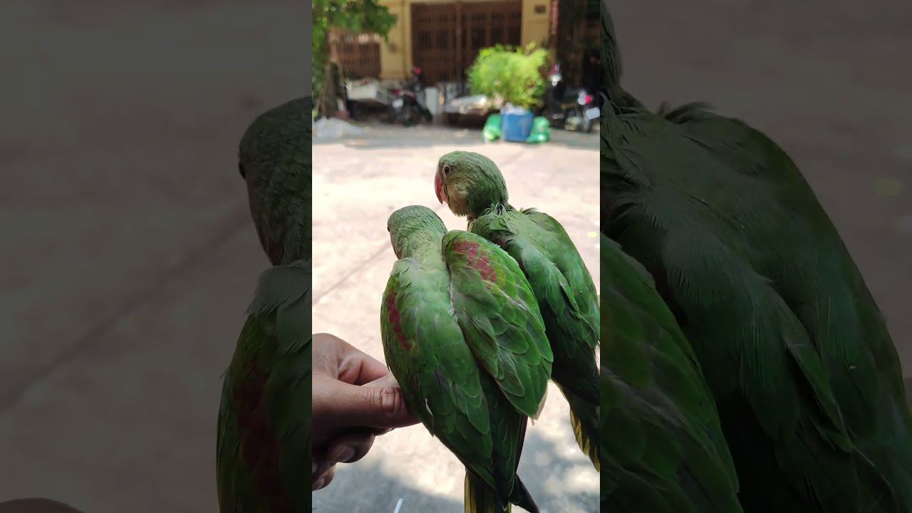 Parrot Smart #lovebirds #loveparrot