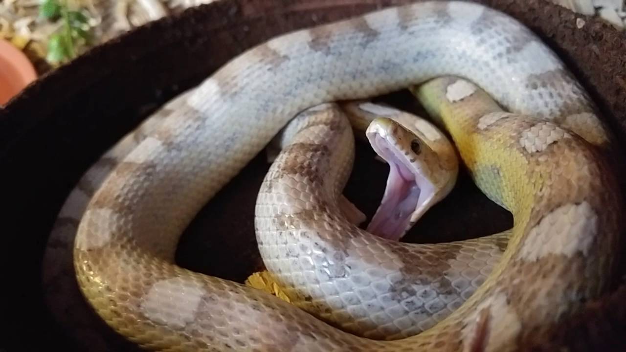 Yawning Corn Snake - Yawning Elaphe Guttata
