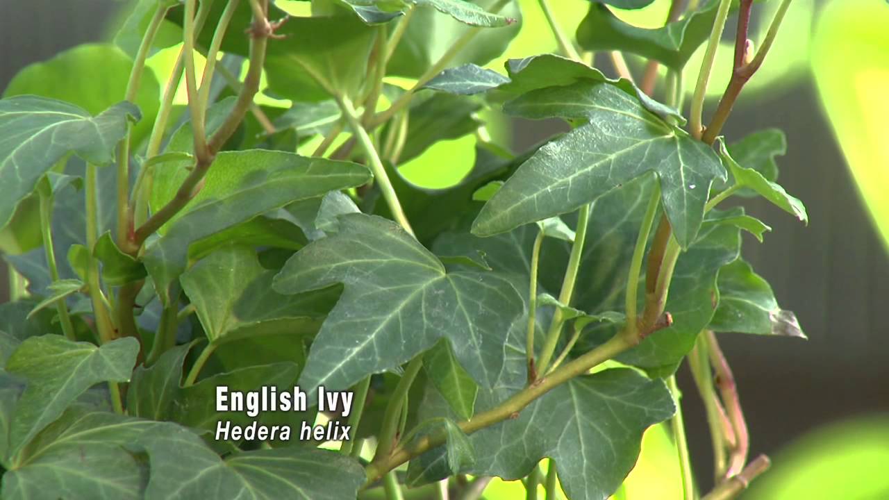 Houseplants for Fresh Air