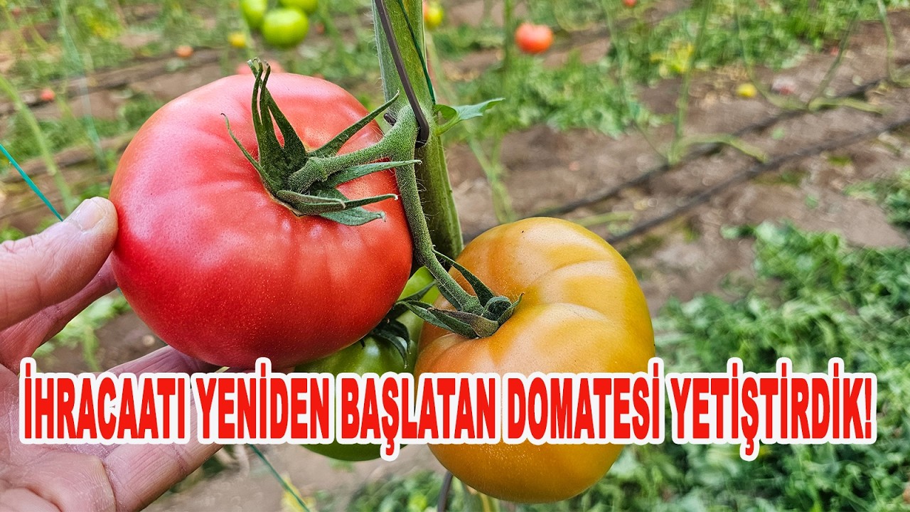 BU SERADAN YAPILMAYAN İHRACATI AÇTIK! DOĞRU ÜRETİRSEN ALICISI ÇOK OLUR. @UZKTN-TAR-DAN @ZM-BK07