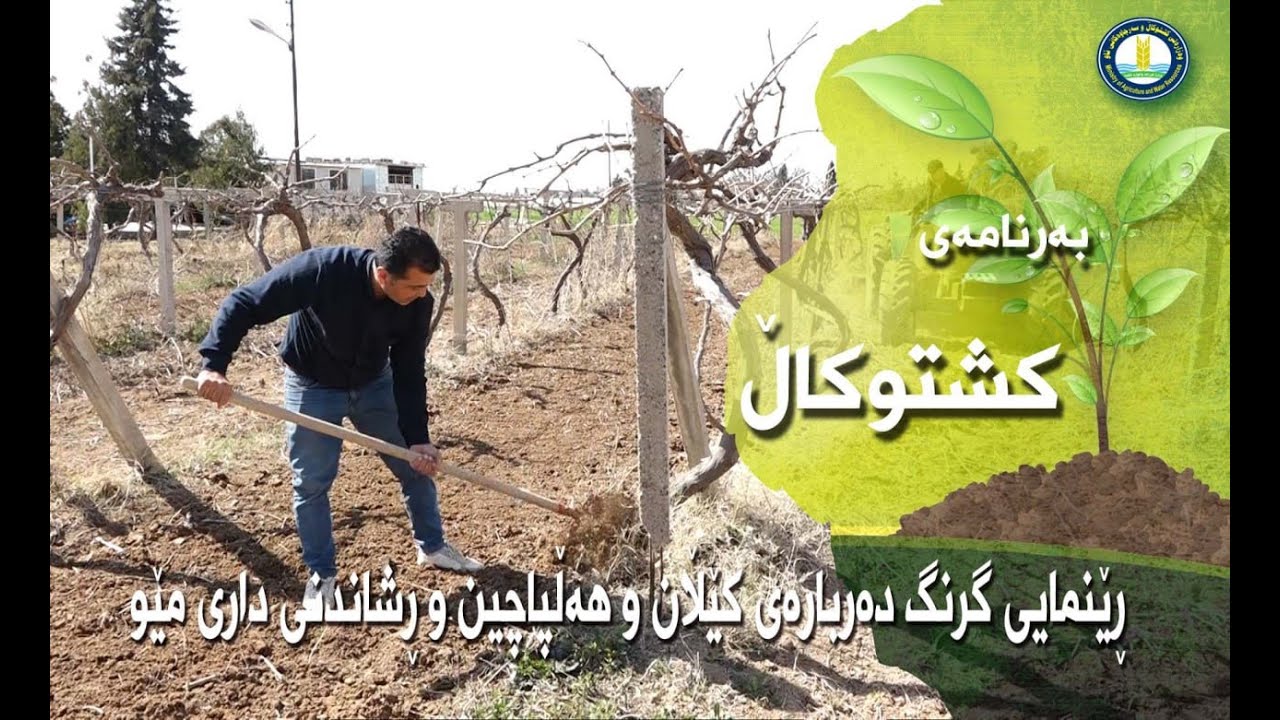 چەند ڕێنماییەکی گرنگ دەربارەی کێڵان و هەڵپاچین و ڕشاندنی داری  مێو لە کۆتایی وەرزی زستان
