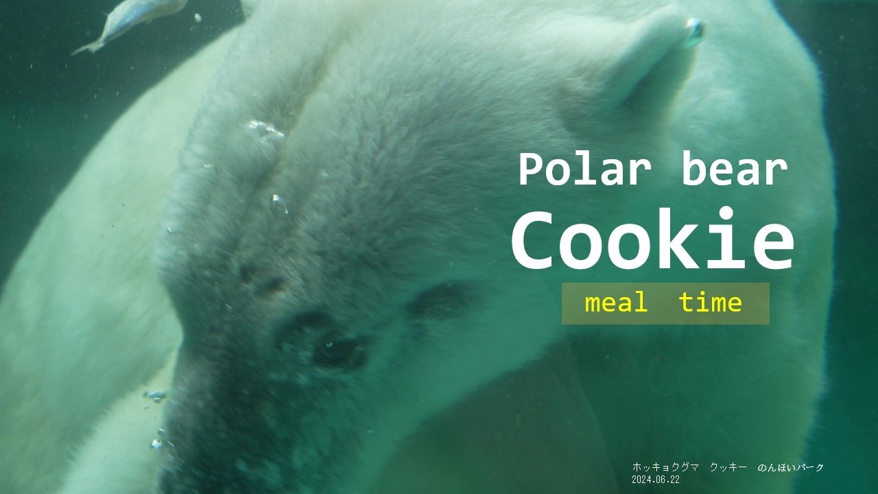 Polar bear 